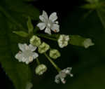 Sweet cicely <BR>Anise-root <BR>longstyle sweetroot